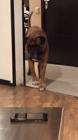 Boxer dog investigates a phone and pulls faces indoors