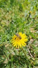 Spring morning gathering of pets and wildlife in dandelion field