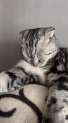 Cat sleeps and grooms on pillow in Kazan