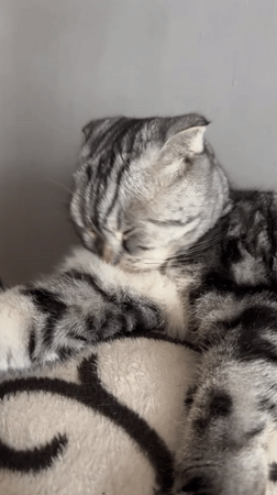 Cat sleeps and grooms on pillow in Kazan