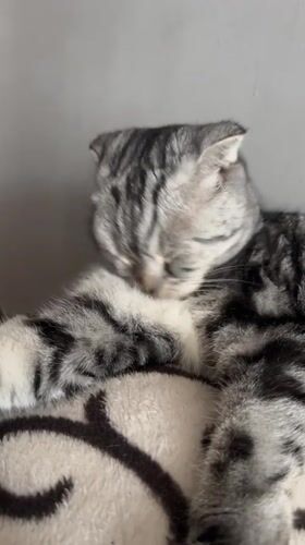 Cat sleeps and grooms on pillow in Kazan