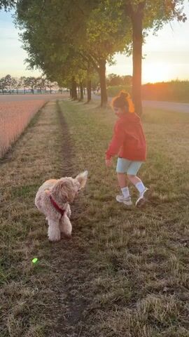 This video shows a young girl and a dog on a dirt path beside a field of wheat. The girl, wearing a red hoodie and light blue shorts, runs ahead of the dog, a fluffy, light-colored doodle breed wearing a red harness. The path is lined with mature trees casting shadows on the grassy area. The sun is low in the sky, suggesting it is either early morning or late afternoon, and the warm light illuminates the scene. The overall atmosphere appears playful and joyful, with the girl in motion and the dog appearing engaged with her. The background shows a line of trees and the vast expanse of the wheat field, hinting at a rural or semi-rural setting. There is no visible text in the video. The location is identified as Poing, Germany.