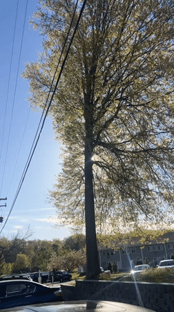 Spring tree backlit by sun captured in Beacon video