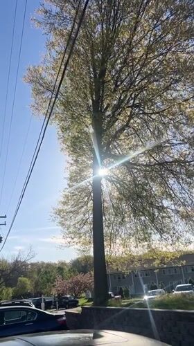 Spring tree backlit by sun captured in Beacon video