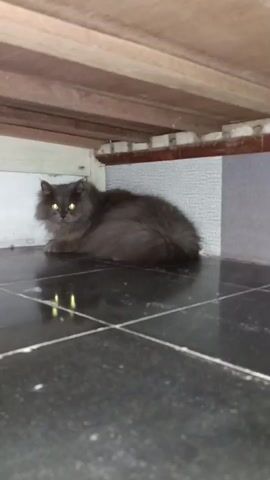 The video shows a dark gray, long-haired cat with bright yellow eyes lying on a tiled floor. The cat is positioned beneath a wooden structure, possibly a bed or furniture. The lighting is dim, creating a shadowy environment. The cat is looking towards the camera and appears to be resting or observing its surroundings. The tiled floor is dark and has a reflective surface.
