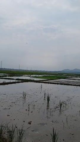 The video shows a flooded rice paddy field under a cloudy sky. Tall electrical towers are visible in the distance, along with some green vegetation. The water in the paddy field is murky and reflects the overcast sky. Some small green shoots of rice are growing in the water. The camera is positioned at ground level, looking out over the expanse of the field. The overall impression is one of a rural landscape during a time of day with diffused light.