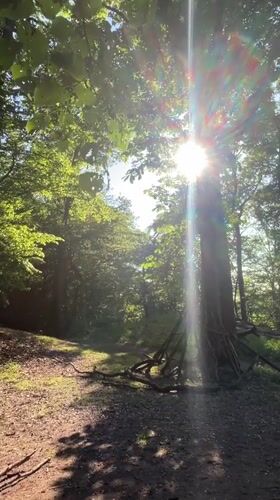Forest scene captured with sunlight filtering through trees in Heilbronn
