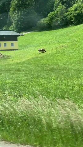 A video shows a yellow and brown house on a green grassy hill. Two cows are grazing in the foreground. The video is taken from a moving vehicle.