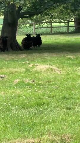 Four black sheep are standing in a grassy field under the shade of a large tree. A wooden fence is visible in the background. The sheep appear to be facing towards the camera. The grass is green and appears to be well-maintained. The lighting suggests it is daytime.