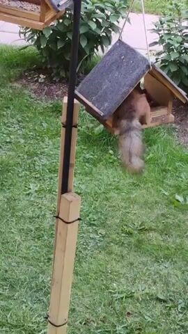 A squirrel is eating from a bird feeder. The bird feeder is made of wood and has a pitched roof. It is hanging from a pole. The squirrel is brown and has a bushy tail. It is holding a piece of food in its paws. The bird feeder is filled with birdseed. The background is a grassy yard with some bushes.