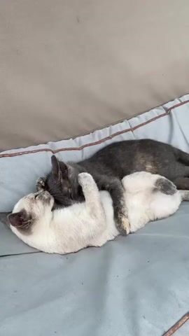 Two kittens are cuddling and grooming each other on a gray cushioned surface. The kitten on the bottom is white with gray markings on its ears and face. It is lying on its back with its belly exposed. The kitten on top is dark gray with some lighter brown and black markings. It is lying on its side, resting its head on the other kitten. The kittens are touching noses and the top kitten appears to be licking the other kitten's face. The background consists of a muted brown surface.
