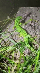 Wildlife and spring scenery documented in Bugulma, Russia
