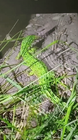 Wildlife and spring scenery documented in Bugulma, Russia