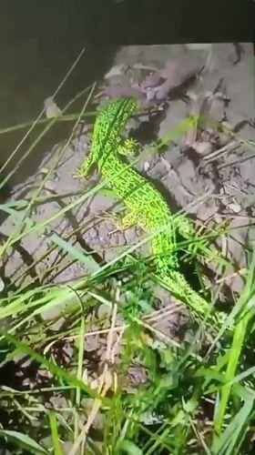 Wildlife and spring scenery documented in Bugulma, Russia