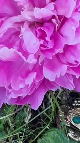 The video shows a close-up view of a pink peony flower and the surrounding grass and leaves. A gold-colored brooch shaped like a frog with a green gem for an eye is partially visible in the grass near the bottom right of the frame. The camera pans slightly across the scene, focusing on the delicate petals of the flower and the textures of the natural elements.