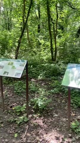 The video displays a pathway through a forest. There are several informational signs planted in the ground along the pathway. The signs are white and rectangular, with text and images on them. Some of the signs appear to be informational about the flora and fauna of the forest. One sign is a tall wooden post with several smaller signs stacked on top of each other. The trees in the forest are tall and leafy, and the ground is covered with dirt, leaves, and some green plants. The sunlight filters through the trees, creating a dappled effect on the ground. The overall impression is of a nature trail or an outdoor educational exhibit.