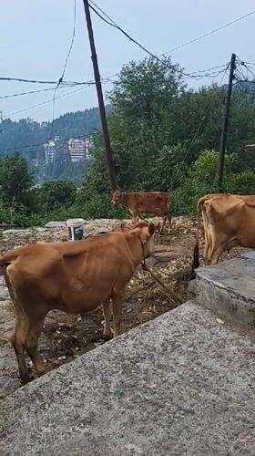 Morning scenes captured in rural Haini, India