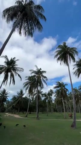 The video pans upwards towards a bright blue sky filled with fluffy white clouds. Numerous tall palm trees with their fronds swaying are scattered across a grassy field. In the distance, a few dark figures, possibly animals like chickens or dogs, can be seen on the grass. A light-colored animal, possibly a cow or horse, is grazing among the trees. Further in the background, a small red vehicle and a white object resembling a chair or table are visible near some trees. The overall scene depicts a tropical landscape on a clear day.