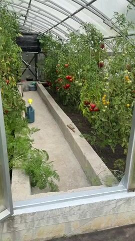 The video shows the interior of a greenhouse filled with tomato plants. The plants are tall and laden with ripening tomatoes in various stages of redness and yellowness. They are supported by stakes and string. A concrete pathway runs down the center of the greenhouse, with garden beds on either side. On the left side of the pathway, there are young, green plants, possibly carrots, with feathery foliage. On the right side, more tomato plants are visible, with some larger, more mature fruit. A blue watering can with a yellow nozzle is positioned on the left side of the pathway. Further down the pathway, some tools, including what appears to be a brush and a small wooden object, are visible. The greenhouse has a clear, arched roof, allowing sunlight to penetrate. The overall impression is of a thriving and productive greenhouse environment.