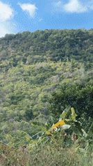 Moped journey through lush Thai hillsides reveals tropical landscapes