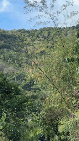 Moped journey through lush Thai hillsides reveals tropical landscapes
