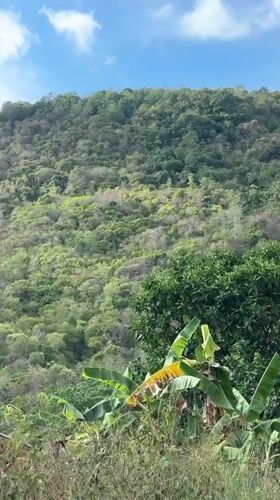 Moped journey through lush Thai hillsides reveals tropical landscapes