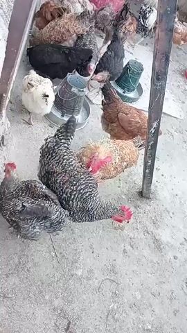 The video shows a small poultry farm. There are several chickens of different colors and patterns walking around on a concrete floor. There are two metal feeders on the ground and a pink bucket in the background. The chickens are pecking at the ground and around the feeders. The chickens appear to be in a confined space, possibly a coop. A metal pole is visible in the foreground.