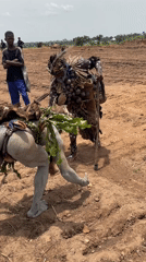 Traditional ceremony and cattle processing documented in Akwanga, Nigeria