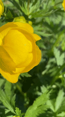 Person gathers yellow globe flowers in Russian countryside