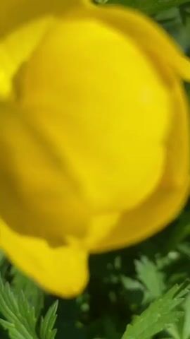 The video shows a cluster of vibrant yellow globe flowers in a sunny, outdoor setting. The camera focuses closely on individual flowers and then pans out to reveal the entire group, surrounded by green foliage. The flowers are a bright, saturated yellow, and some are still in bud form. The overall impression is of a cheerful and healthy patch of wildflowers in full bloom.