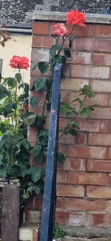 The video shows a rose bush with several red roses in bloom. The bush is growing near a brick wall and a wooden fence. There's a metal bar running horizontally across the brick wall above the rose bush. The building is in the background with its beige wall.