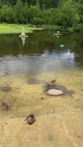 A calm body of water with several ducks swimming and on the shore. The water is clear enough to see the sandy bottom in some areas. In the background, there is lush green vegetation and trees. There are also a few colorful objects floating in the water, possibly decorations or toys. The scene appears to be a peaceful natural setting.