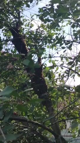 A short video clip shows a swarm of bees clustered on the trunk and branches of a tree. The swarm is dense and appears to be of significant size. Leaves from the tree obscure some of the swarm, and the background is a blur of green foliage and sky. The lighting suggests it is daytime.