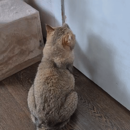 Tan cat scratching a white wall on a wooden floor