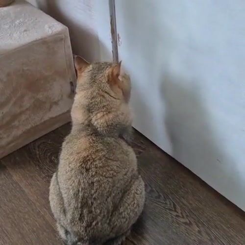 Tan cat scratching a white wall on a wooden floor