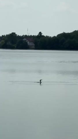 A cormorant swims in a lake, diving underwater and resurfacing. The water is mostly calm with a slight ripple. In the background, there's a shoreline with trees and a house visible. The sky is overcast.