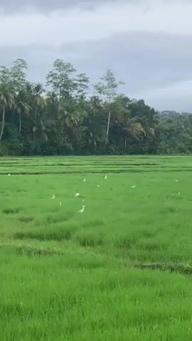 The video shows a wide shot of a lush green rice paddy field. Several white birds, possibly egrets or herons, are scattered throughout the field, some standing, some walking. In the background, a dense forest of palm trees and other tropical vegetation forms a dark green backdrop. The sky is overcast with a layer of gray clouds. The overall impression is a tranquil, natural landscape.