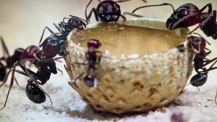 A close-up, high-definition video displays a group of ants gathered around a small, shallow, textured container filled with a golden liquid. The ants are predominantly black and dark red, with visible antennae and legs. Several ants are actively engaged with the liquid, some appearing to drink from it, while others are positioned around the rim of the container. The container itself is roughly spherical with a patterned surface. The ground beneath and around the ants is composed of small, granular particles, resembling sand or fine gravel. The lighting is bright, highlighting the details of the ants and the liquid.