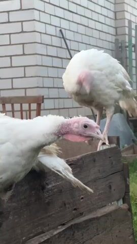 This short video clip showcases two white turkeys in an outdoor setting. The turkeys are the primary subjects, with one in the foreground leaning over a wooden structure and the other standing on top of it. Their white plumage and pink wattles are clearly visible.

The scene appears to be a rural or backyard environment. In the background, a brick wall and a wooden chair can be seen, suggesting a residential or farmstead location. The lighting suggests it is daytime, likely overcast or late afternoon, given the soft light and lack of harsh shadows.

The activity is simple observation of the turkeys. The turkey in the foreground is positioned in a way that emphasizes its curious nature, with its head lowered and beak pointing downwards, as if investigating something on the wooden surface. The turkey in the background stands more upright, observing its surroundings.

There are no people visible in the clip. The setting is simple and functional, possibly a farm or a home with a backyard where poultry is kept. The overall mood is peaceful and natural, focusing on the animals in their environment. No text is visible in the video.