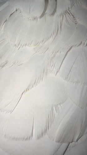 Pet cockatoo preens during soccer match in Tangier home