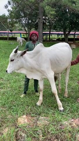 The video shows a white cow with a boy wearing a red hat and green clothing standing next to it. Another person, likely a child, is partially visible on the right, touching the cow. The setting appears to be an outdoor grassy area with trees in the background. The cow is facing to the left, and the boy is looking forward, towards the camera. The cow has short horns and a hump. The ground is covered in green grass with some stones visible. In the background, there are more trees and some structures that are not clearly identifiable. The overall lighting suggests it is daytime.