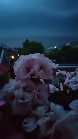 This is a close-up video of pink and white flowers in the foreground. The background shows a dark, cloudy sky with some faint lights from a distant town or city. The overall lighting suggests dusk or early morning. The flowers appear to be in a planter, possibly on a balcony or windowsill, with a railing visible behind them. The scene is still and quiet, with no visible people or animals.