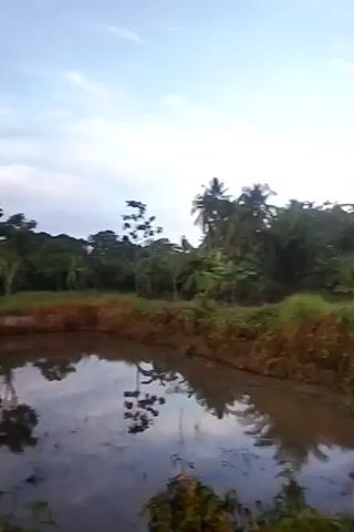 A calm, rural scene unfolds as the camera pans across a small pond. The water's surface mirrors the sky and the surrounding vegetation, creating a peaceful reflection. Lush greenery dominates the landscape, with trees and bushes creating a dense backdrop. The sky above is a mix of soft blue and white clouds, suggesting it might be early morning or late afternoon. The overall atmosphere is serene and natural.