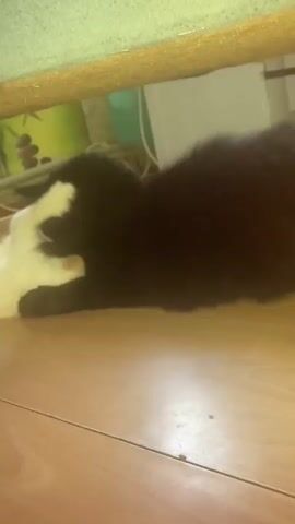 Two cats are on a wooden floor. One cat is black and the other is white. The black cat is lying on its side and the white cat is lying on its side, facing the black cat. The black cat's head is resting on the white cat's back. The cats are under a wooden shelf.
