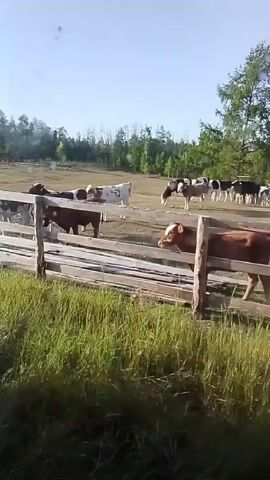 The video shows a herd of cows in a grassy field, behind a wooden fence. The cows are of various colors, including black and white, and brown and white. Some of the cows are grazing, while others are standing around. In the foreground, there is a window with several objects on the windowsill, including a white stuffed animal, a blue rectangular object, and a black radio. An antenna extends from the radio across the window, obscuring part of the view of the cows. The overall scene suggests a rural setting, possibly a farm or pasture, on a sunny day.