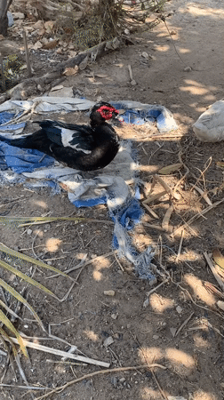 Ducks, pigeons, and chickens gather at a Dodoma courtyard feeding spot