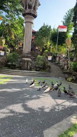 A flock of pigeons is gathered on a gravel pathway in front of a stone pillar and a set of stairs leading up to a building. The pigeons are of various colors including white, gray, and brown. A red and white flag is visible flying on a pole to the right of the stairs. The area is surrounded by lush green trees and foliage, suggesting an outdoor, possibly tropical, environment. In the foreground, the gravel path has a pattern of green grass laid out in geometric shapes. As the video progresses, several pigeons take flight from the ground, scattering into the air and towards the trees.