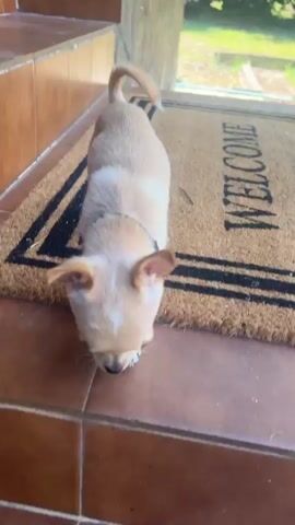 A small tan Chihuahua puppy walks down a step outside a building. The puppy is wearing a black collar and has its tail curled. The ground is made of large tan tiles with grout lines, and there is a black doormat on the bottom step. A person's foot wearing a blue flip-flop is visible at the bottom of the frame. The puppy sniffs the ground and then walks towards the person.
