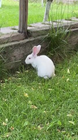 A white rabbit with pink ears and red eyes is sitting on green grass next to a low stone wall and some vegetation. The rabbit turns its head to the right.