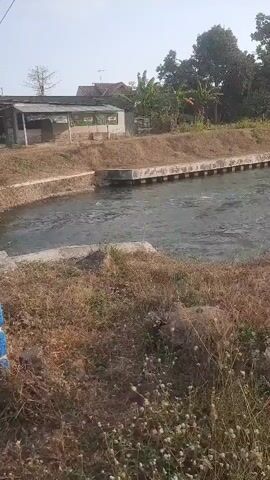 The video shows a wide, flowing canal filled with murky water. The canal is bordered by concrete walls and dry, brown grass on both sides. In the background, there are buildings, trees, and a clear sky. The water appears to be moving quickly, with ripples and some debris visible on the surface. The scene is shot during daylight, likely in the morning or late afternoon, given the soft lighting.